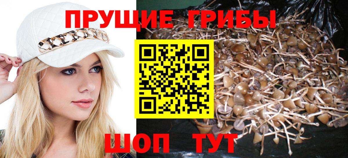 Псилоцибиновые грибы Psilocybe Кимовск